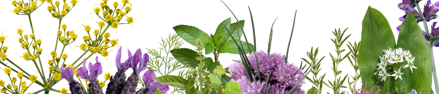 Plantes aromatiques 