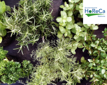 Plantes aromatiques