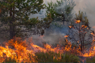 Incendie de végétation se propageant dans une zone boisée, avec des flammes et une importante fumée.